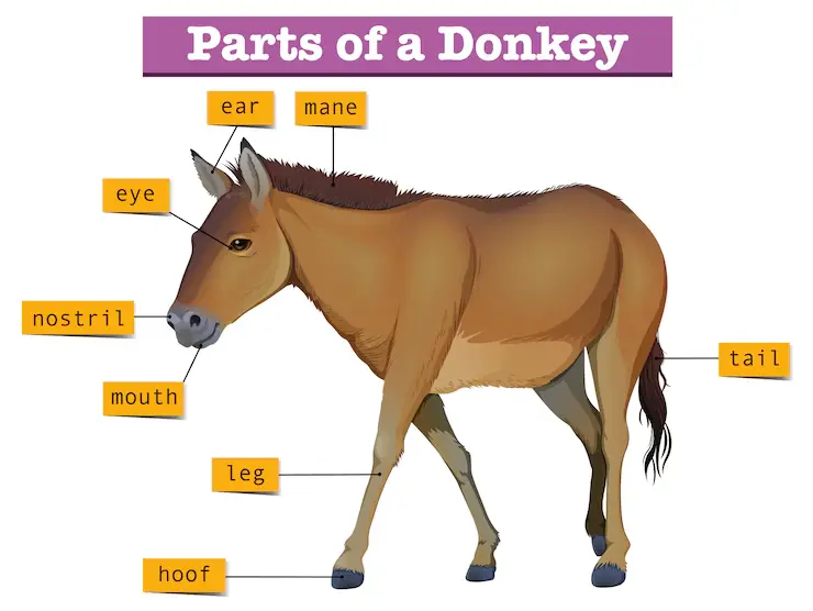 examples of healthy top lines in horses